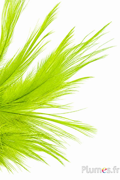 Gru comune - 12-14 cm - verde lime
